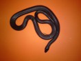 /album/king-snake/a012-7-jpg/